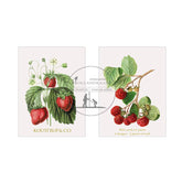 kaartenmapje mini aardbei KC