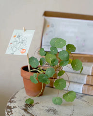 Kadodoosje VROLIJKHEID ZAAIEN