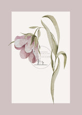 prentbriefkaart AC26