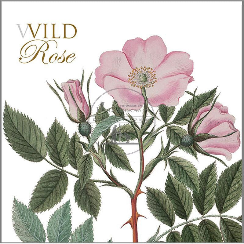 Kaartenset wild rose