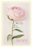Gefeliciteerd met roze roos